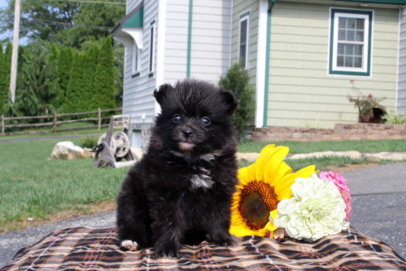 puppy, for, sale, Pomeranian, Matthew B. Stoltzfus, dog, breeder, Gap, PA, dog-breeder, puppy-for-sale, forsale, nearby, find, puppyfind, locator, puppylocator, aca